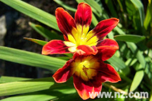Dunedin Botanic Garden - Flowers