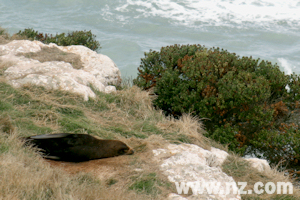 A seal on the Otago Peninsula, Dunedin, New Zealand
